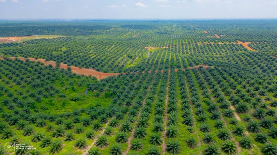 RDC : Muhindo Nzangi visite 5 000 hectares de palmiers plantés et annonce 4 500 emplois pour booster l’économie de la Tshopo